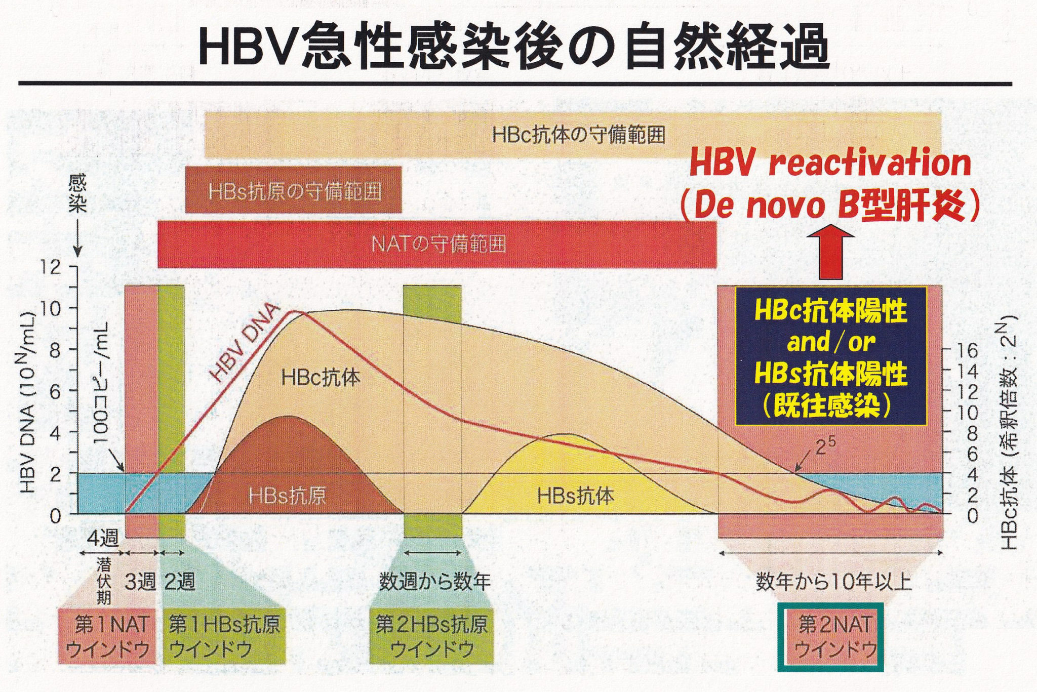 B型肝炎の治療は保険またはメディケアの対象になりますか?